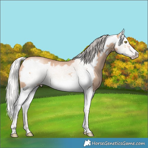 Horse Color:Silver Amber Champagne Splash Frame 