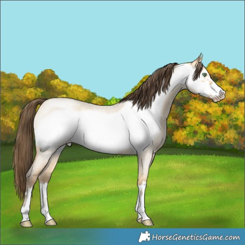 Horse Color:Amber Cream Champagne Roan Dun Frame 