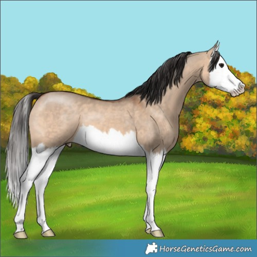 Horse Color:Bay Dun Splash 