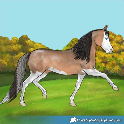 Horse Color:Bay Dun Splash 