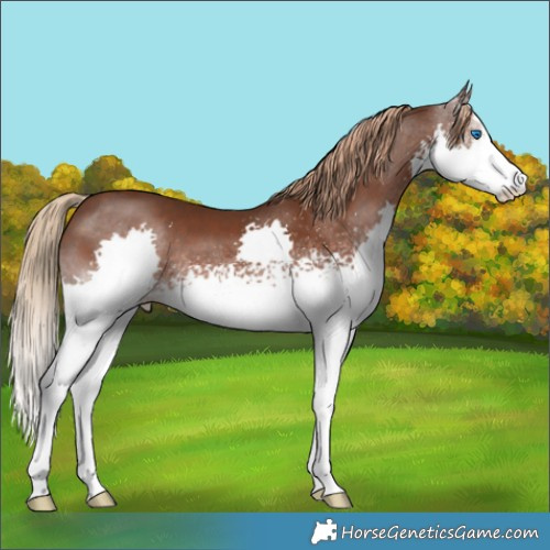 Horse Color:White Spotted Liver Chestnut Splash 