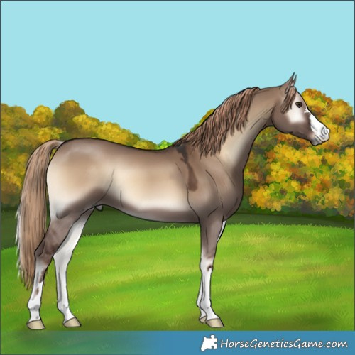 Horse Color:Liver Red Dun Onyx 