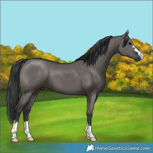 Horse Color:Grullo 
