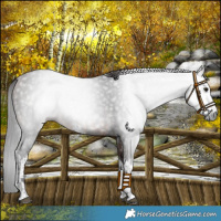 Horse Color:Gray White Spotted Black  and White Spotted Brown 