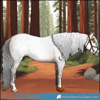 Horse Color:Gray Amber Champagne 