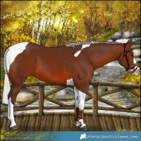 Horse Color:Silver Brown Splash Tobiano 