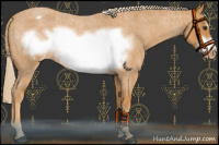 Horse Color:Palomino Roan Frame Appaloosa