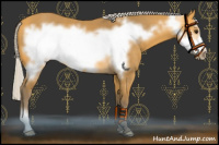 Horse Color:Silver Buckskin Frame 