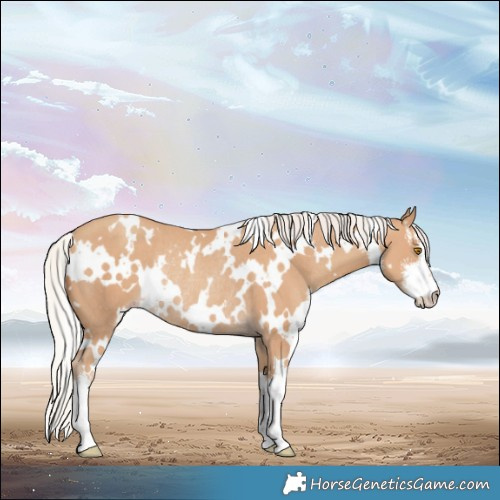 Horse Color:White Spotted Silver Classic Champagne Rabicano 