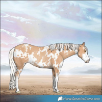 Horse Color:White Spotted Silver Classic Champagne Rabicano 
