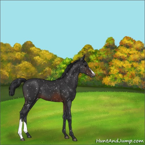 Horse Color:Brown Appaloosa 