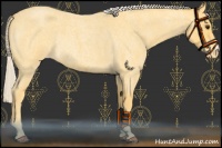 Horse Color:Palomino Roan Varnish Rabicano 