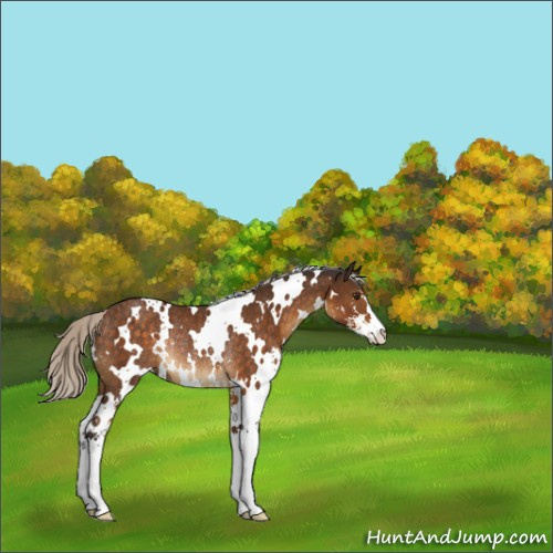 Horse Color:White Spotted Silver Buckskin Sabino Rabicano 