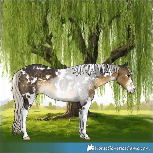 Horse Color:White Spotted Silver Buckskin Sabino 