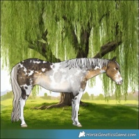 Horse Color:White Spotted Silver Buckskin Sabino 