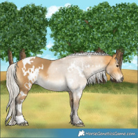 Horse Color:White Spotted Silver Buckskin