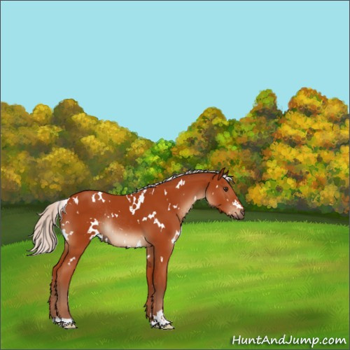 Horse Color:White Spotted Silver Bay Sabino Rabicano 