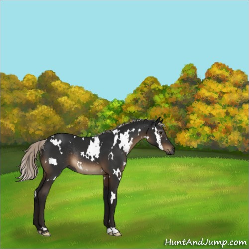 Horse Color:Gray White Spotted Silver Brown Rabicano 