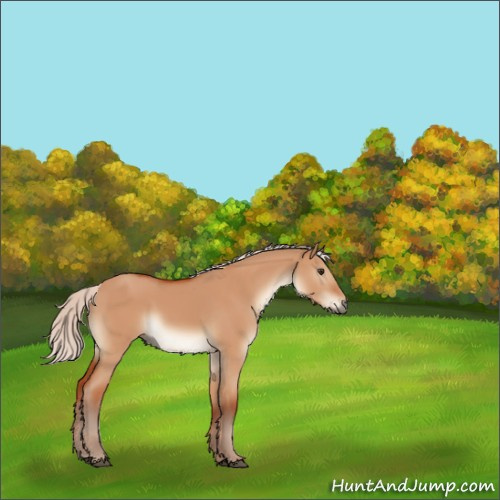Horse Color:Silver Bay Dun 