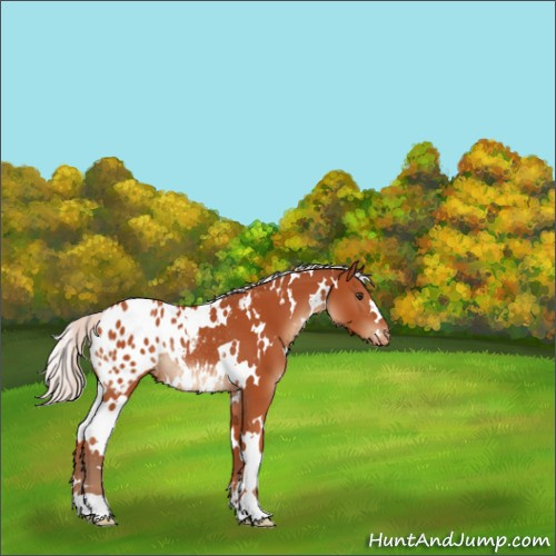 Horse Color:White Spotted Silver Brown Appaloosa Rabicano 