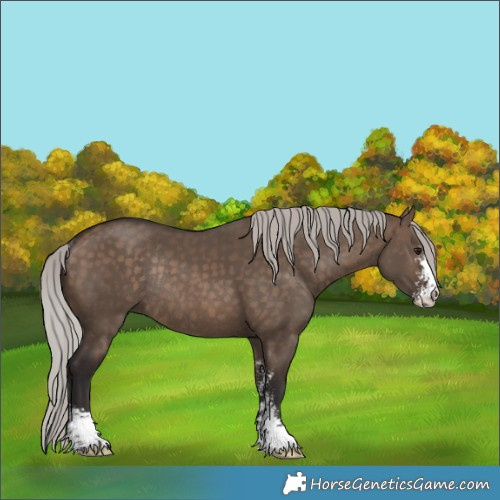 Horse Color:Silver Brown Dun Sabino Rabicano 