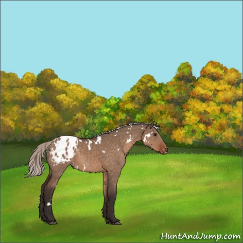 Horse Color:White Spotted Silver Brown Dun Appaloosa Rabicano 