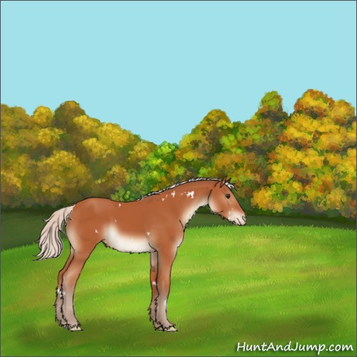 Horse Color:White Spotted Silver Brown Sabino Appaloosa Rabicano 