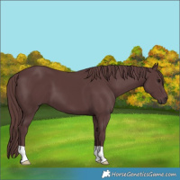 Horse Color:Chocolate Black