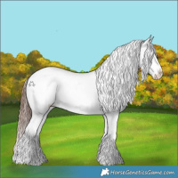 Horse Color:White Spotted Brown Splash Appaloosa Rabicano 