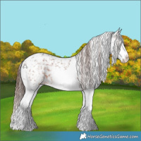 Horse Color:White Spotted Brown Splash Appaloosa Rabicano 