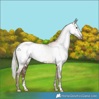 Horse Color:Gray White Spotted Silver Black Pearl Appaloosa 