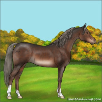 Horse Color:Liver Chestnut Mushroom 