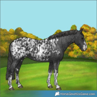 Horse Color:Black and Black Appaloosa
