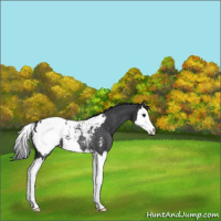 Horse Color:Black Splash Appaloosa Rabicano