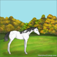 Horse Color:Black Splash Near Fewspot Rabicano 