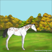 Horse Color:Bay Ice Roan Splash Appaloosa 