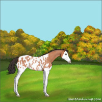 Horse Color:Bay Roan Splash Near Leopard Rabicano 