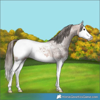 Horse Color:Bay Ice Splash Appaloosa Rabicano 