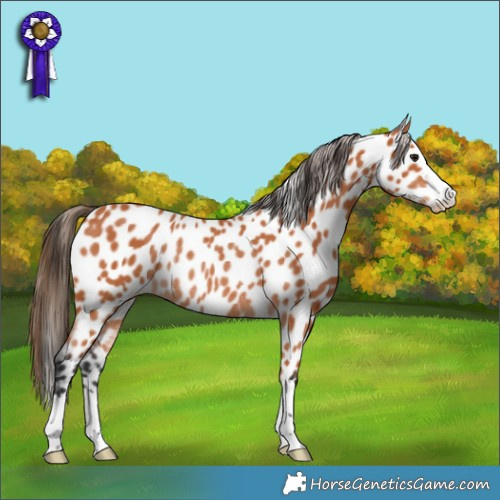 Horse Color:Bay Appaloosa Rabicano 