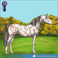Horse Color:Bay Leopard Rabicano 
