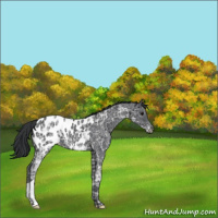 Horse Color:Black Ice Blanket 
