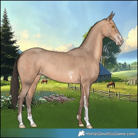 Horse Color:Amber Champagne Sabino 
