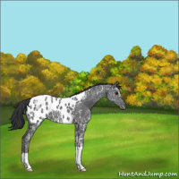 Horse Color:Black Ice Near Leopard 