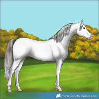 Horse Color:Black Splash Fewspot 