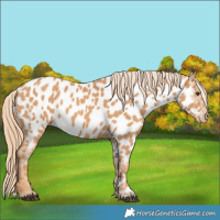 Horse Color:Chestnut Near Leopard 