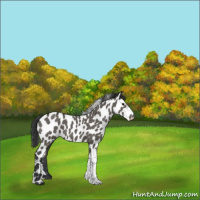 Horse Color:Grullo Appaloosa 