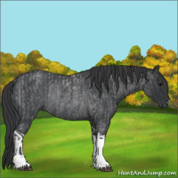 Horse Color:Blue Roan Tobiano  and Blue Roan Rabicano 