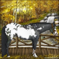 Horse Color:Black Frame Appaloosa