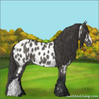 Horse Color:Grullo Appaloosa 