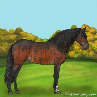 Horse Color:Black  and Brown 
